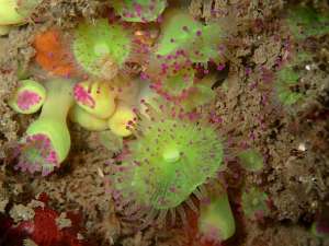Jewel Anemones in seafloor sediment